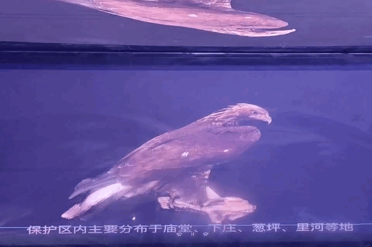 重庆水族馆全息柜/数字沙盘三维动画制作